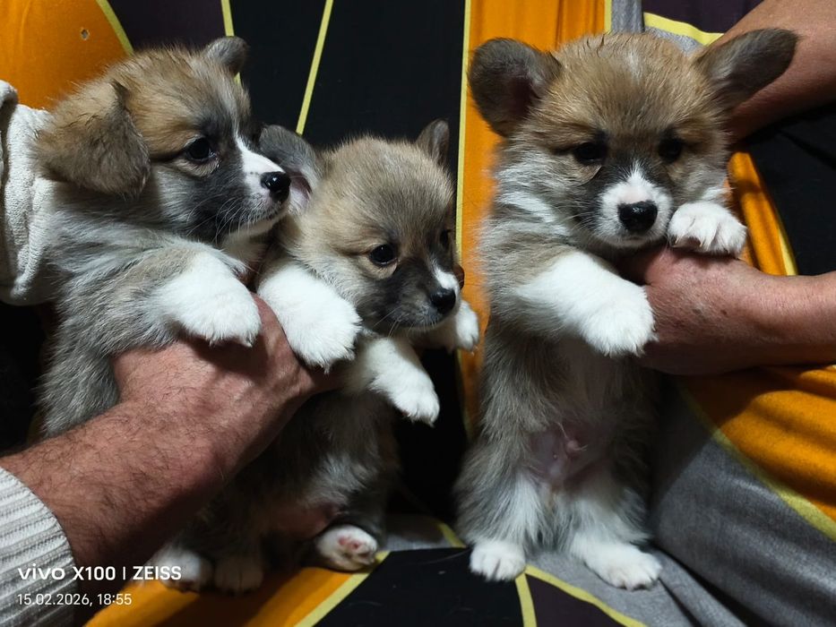 Продам щенков вельш корги пемброк,рассрочка каспи 0 0 12