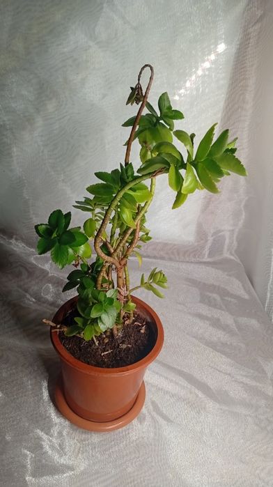 Комнатные растение:филодендрон,рео,эониум