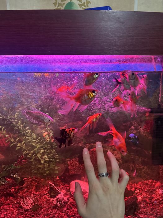 Рыбки аквариумные. Мирные Рыбы доллар, золотые для аквариума разные