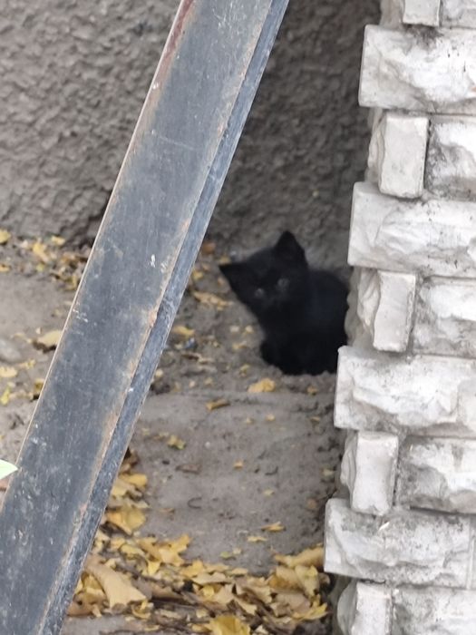 Котята бесплатно