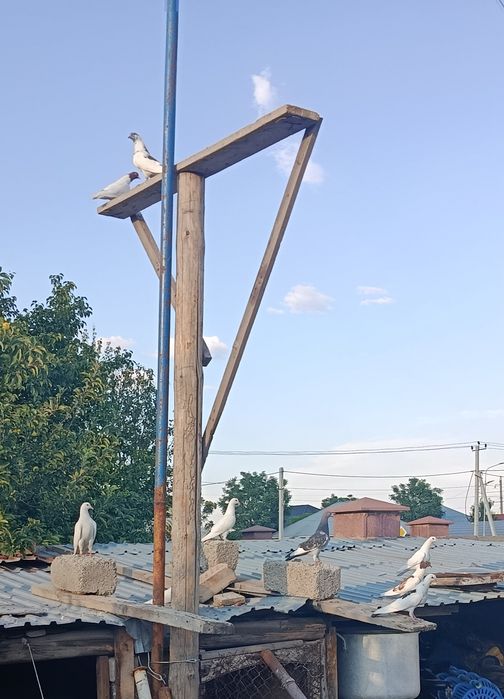 Голуби бакинцы продам