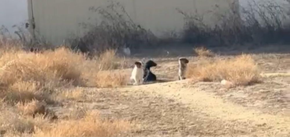 Щенята в добрые руки