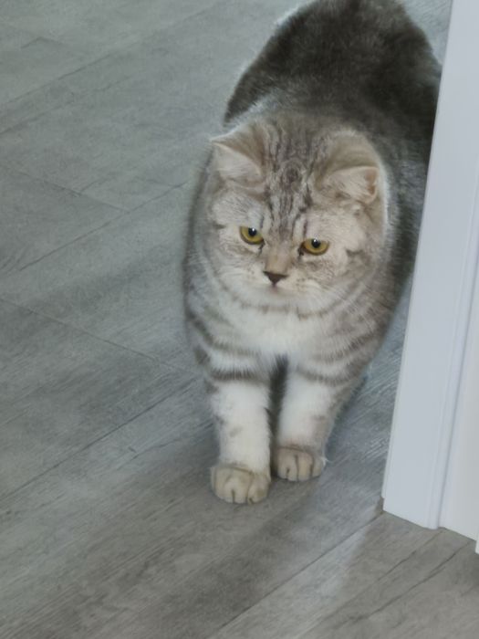 Ищем жениха вислоухого