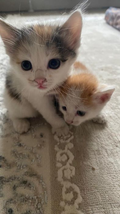 Отдаем котят в хорошие руки