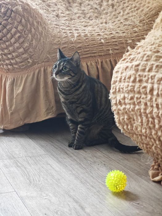 Pet Sitter, Dog walking -vizite la tine acasa, îngrijire la domiciliu