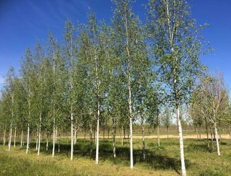 Vand mesteacăn si asiguram transport în toată țara