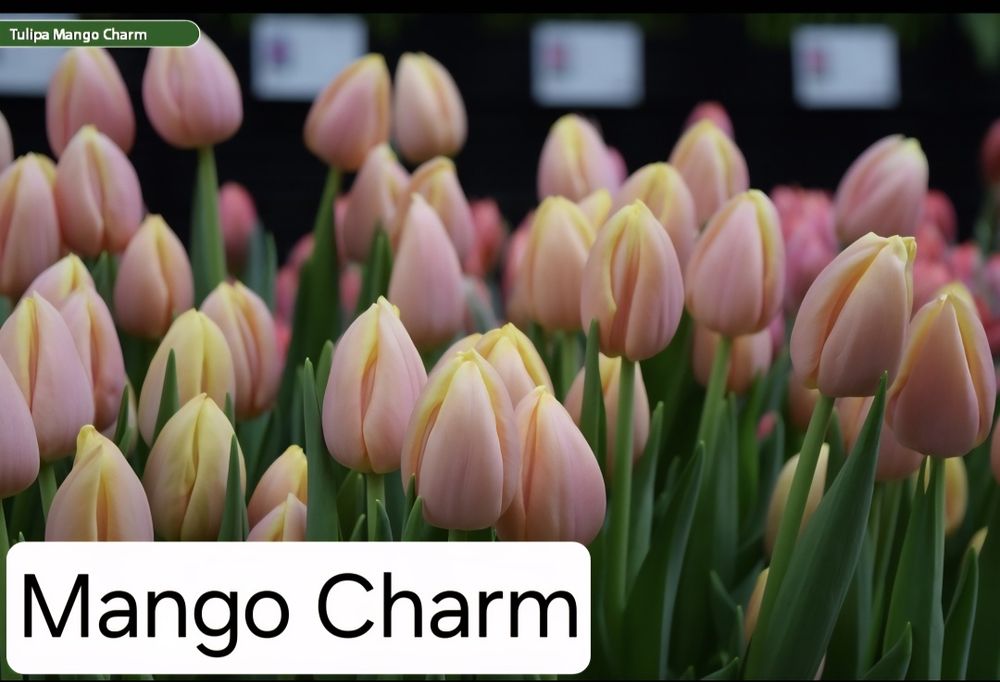 Тюльпаны к 8 марта оптом и в розницу!