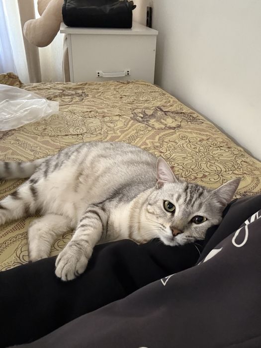 Отдам кота в добрые руки срочно