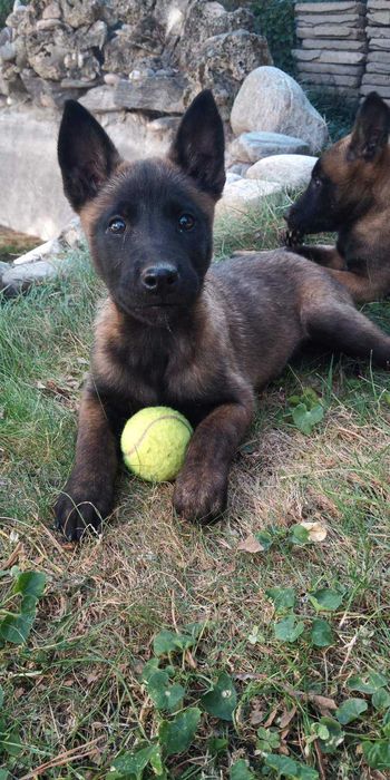 Белгийска овчарка малиноа