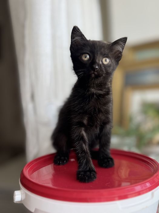 Котенок бесплатно