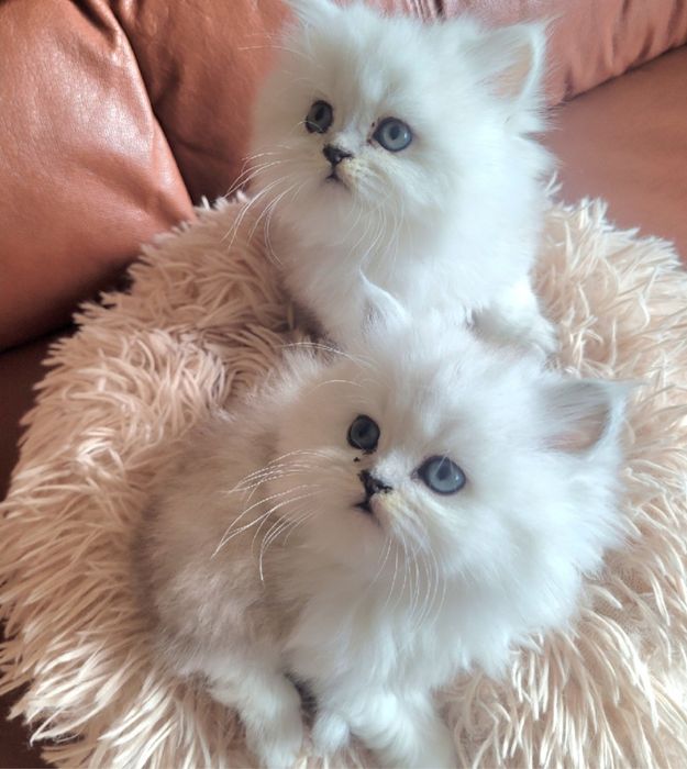 Британски дългокосмести котенца