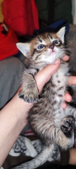 Отдам котят в добрые руки