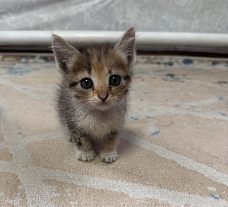 Отдам котят бесплатно в добрые руки
