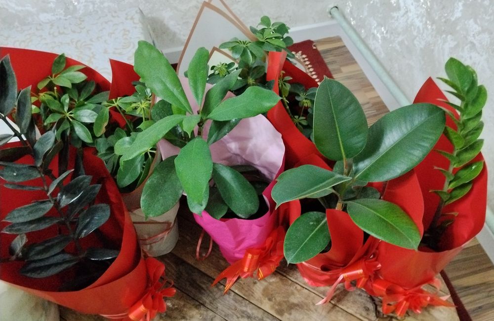 8 наурызга гулдер