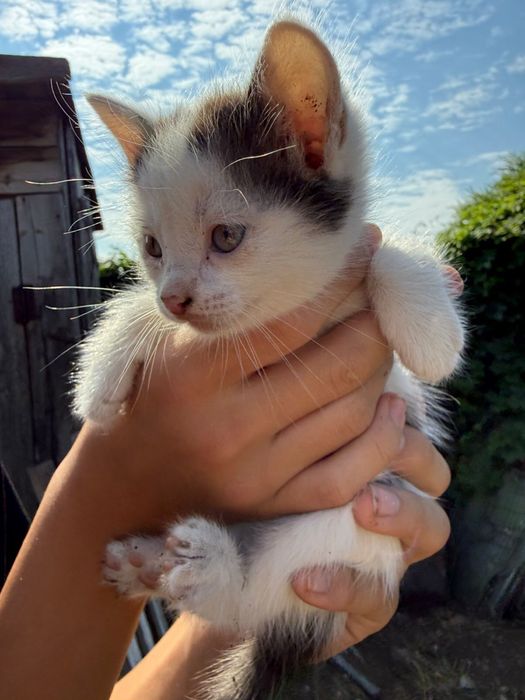 Отдам  котят в добрые руки