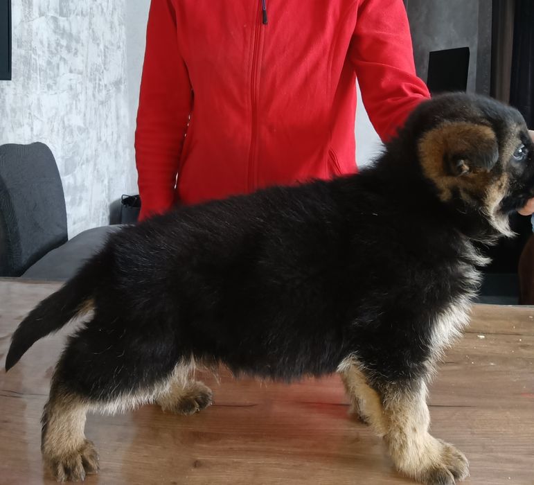 Щенки немецкой овчарки