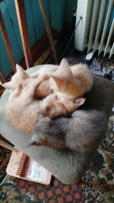 Отдам котят в хорошие руки