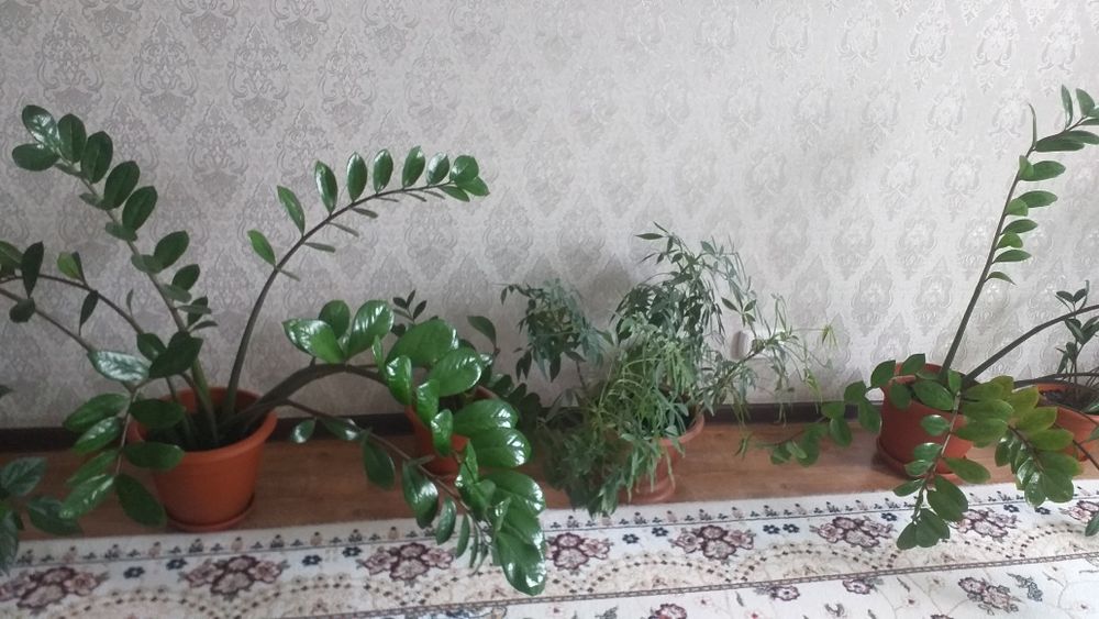 Цветы комнатные. красивые