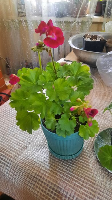 Продам комнатные цвеиы