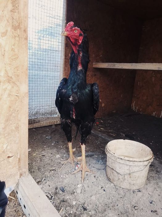 Продам О Шамо Туляк