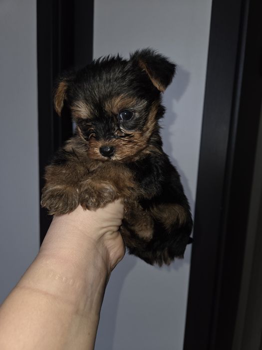 Мини Йорки момчета