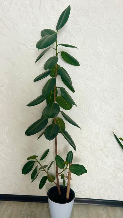 Цветы фикус 190см