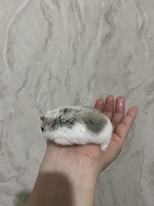 Продаётся джунгарский хомяк