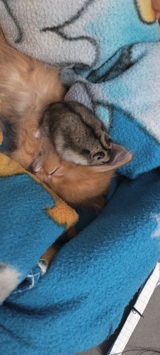 Хомяки джунгарские