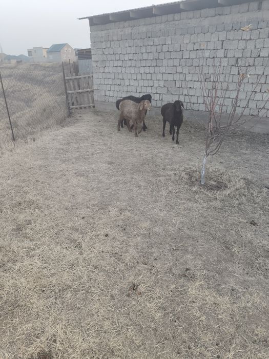 Семиз кой, кошкарлар