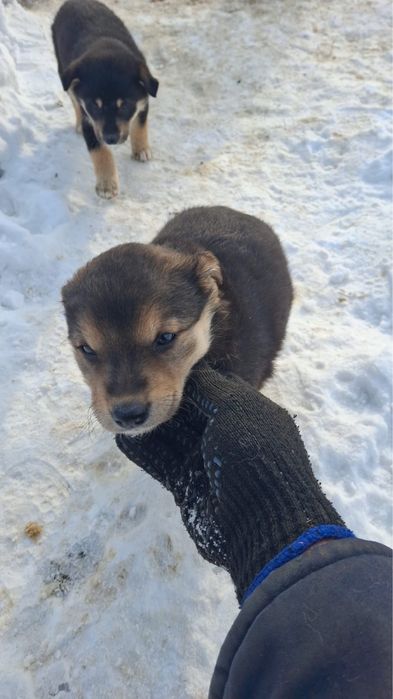 Щенки хорошие толстые