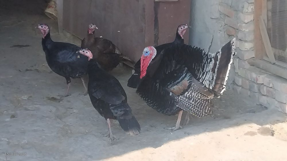 Kurkalar sotiladi sogʻlom eng yaxshi narxda