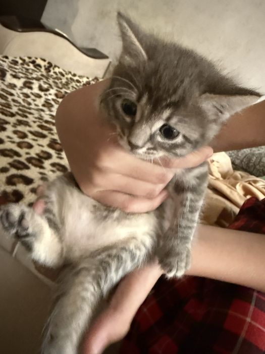Котята 1 месяц и 15 дней