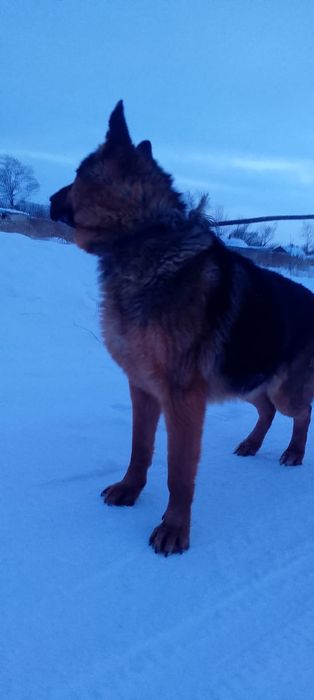 Продам Чк Неметскую овчарку