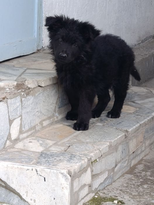 Щенок немецкой овчарки длинношерстной