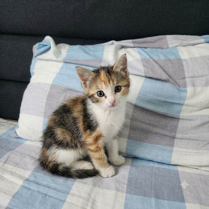 Отдам 2 котёнка в хорошие руки