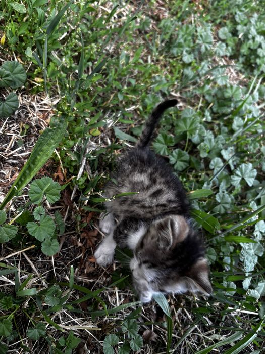 Котенок даром, меньше месяца