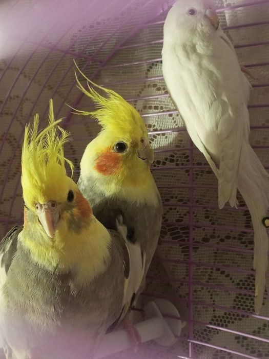 Продаются кореллы 600.000 тысяч пара вместе с клеткой