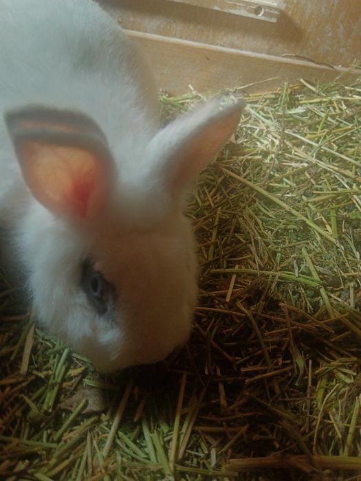 Продам кроликов декоративных.