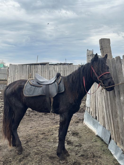 3 жасар Құнан сатылады