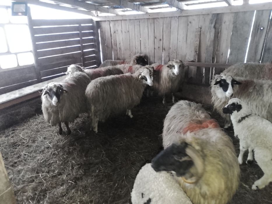 Oi de vînzare țurcane Bistrița Năsăud