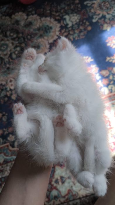 Турецкая Ангора котята и кошка