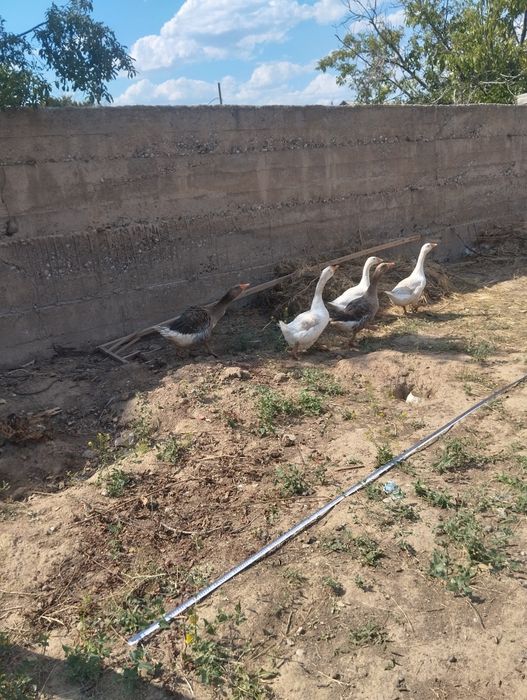 Продам гусеи 1самес4самк