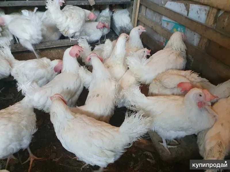 Куры несушки белые
