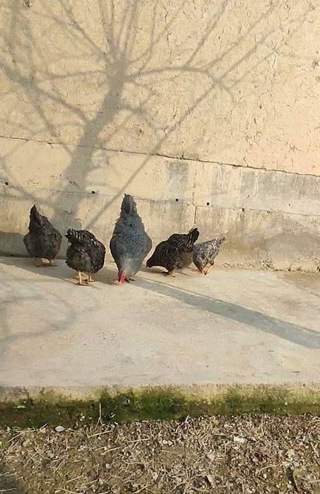 Пиламитрок Амрокс тухумларига заказ оламиз