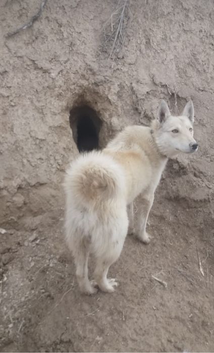 Лаика сатылады 1 жасар