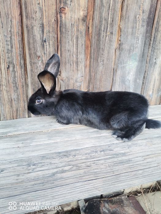 Iepuri fluture şi uriaş de Transilvania