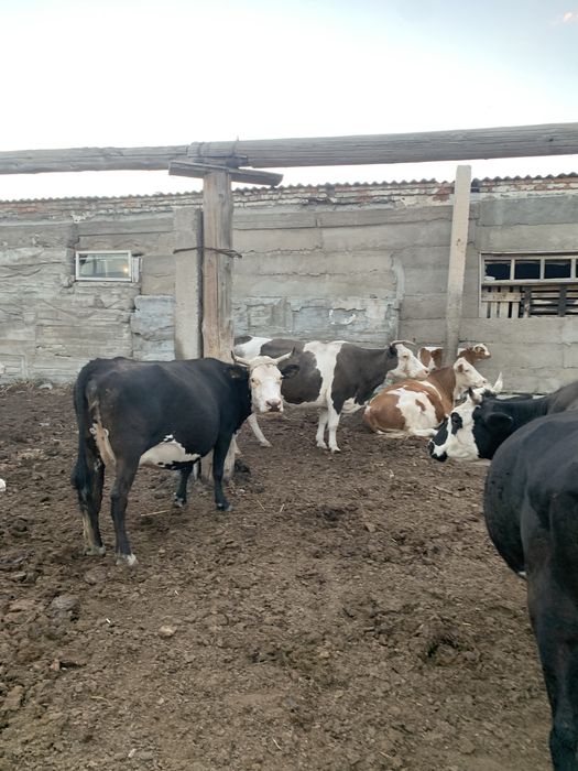 Продам стадо коров