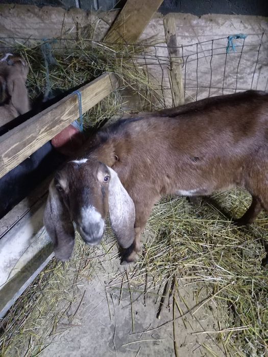 De vânzare o iadă la 2 montă și o iadă de 6 luni