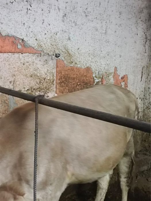 Байланған құнажын тайыншалар сатылады