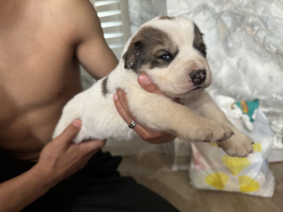 Алабай щенки …….